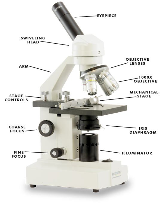 label of a compound microscope