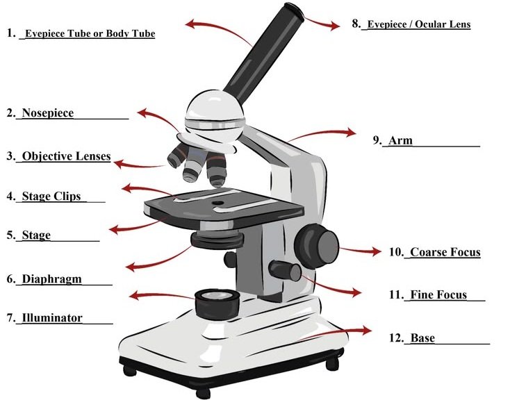 Microscope parts labeled