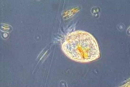 Organism Microscope