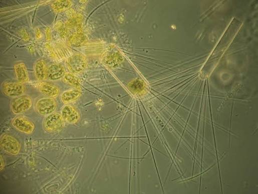 Organism Microscope