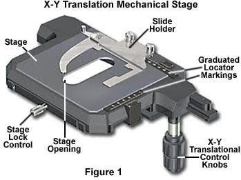 Stage on a Microscope