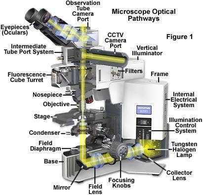 Illumination Parts
label of a compound microscope
