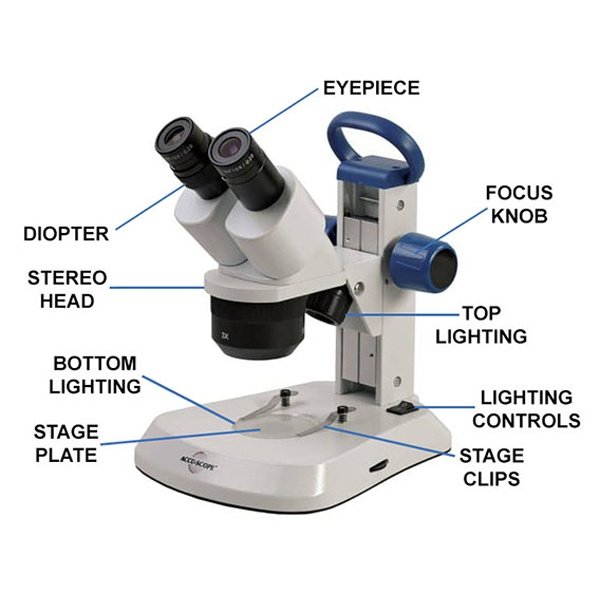 Stereo (Dissecting) Microscope