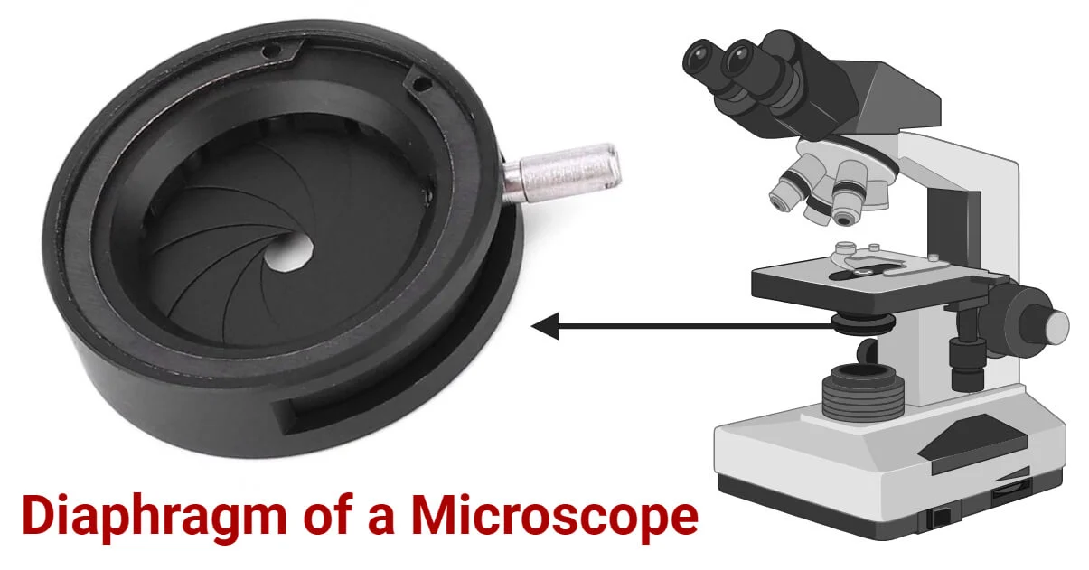 Clean and Care for a Microscope