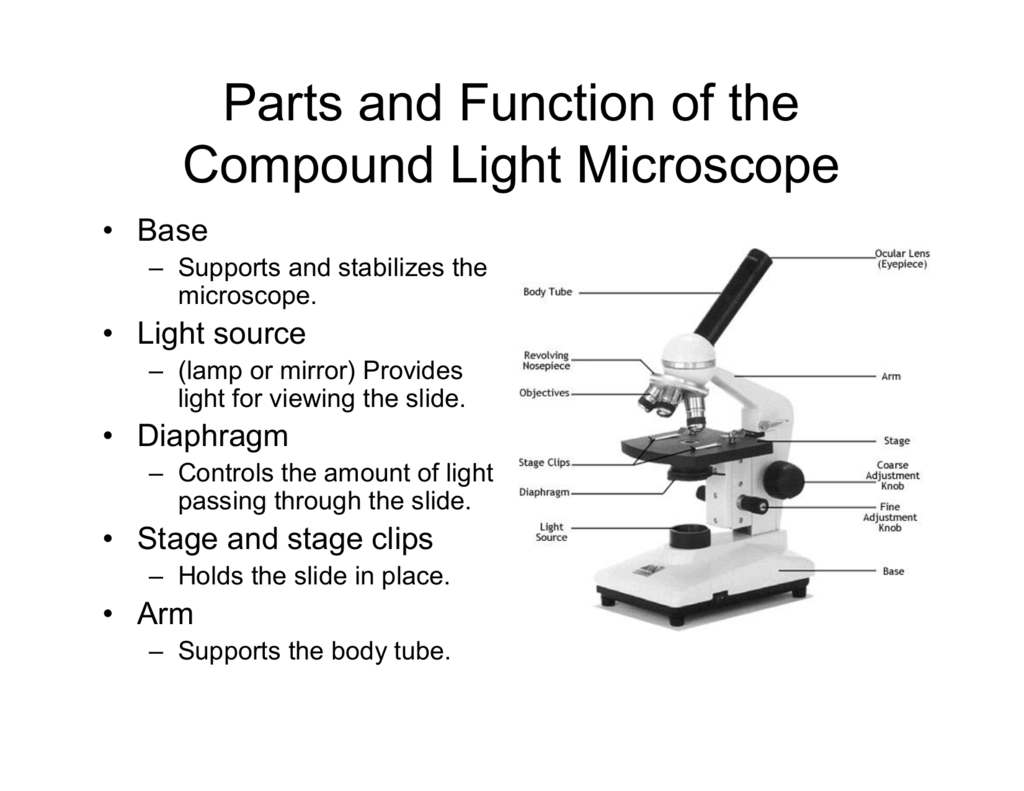 Compound Light Microscope Labeled