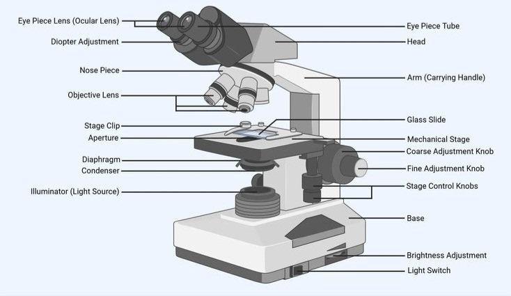 Function of a Microscope Diaphragm