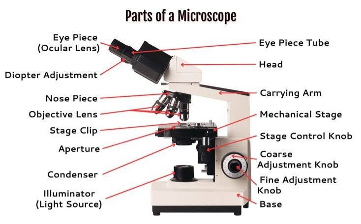 Parts of a Microscope digital microscope