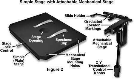 Function of the Stage of a Microscope