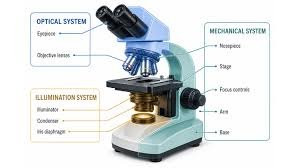 Compound Light Microscope Parts and Functions