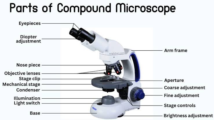 Compound Light Microscope Parts and Functions