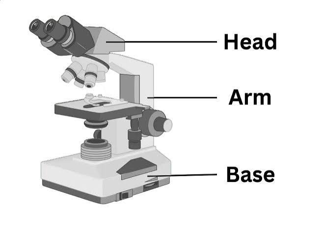 Function of the Base of a Microscope