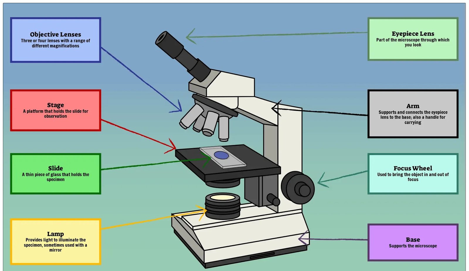 Parts of a Microscope Labeled